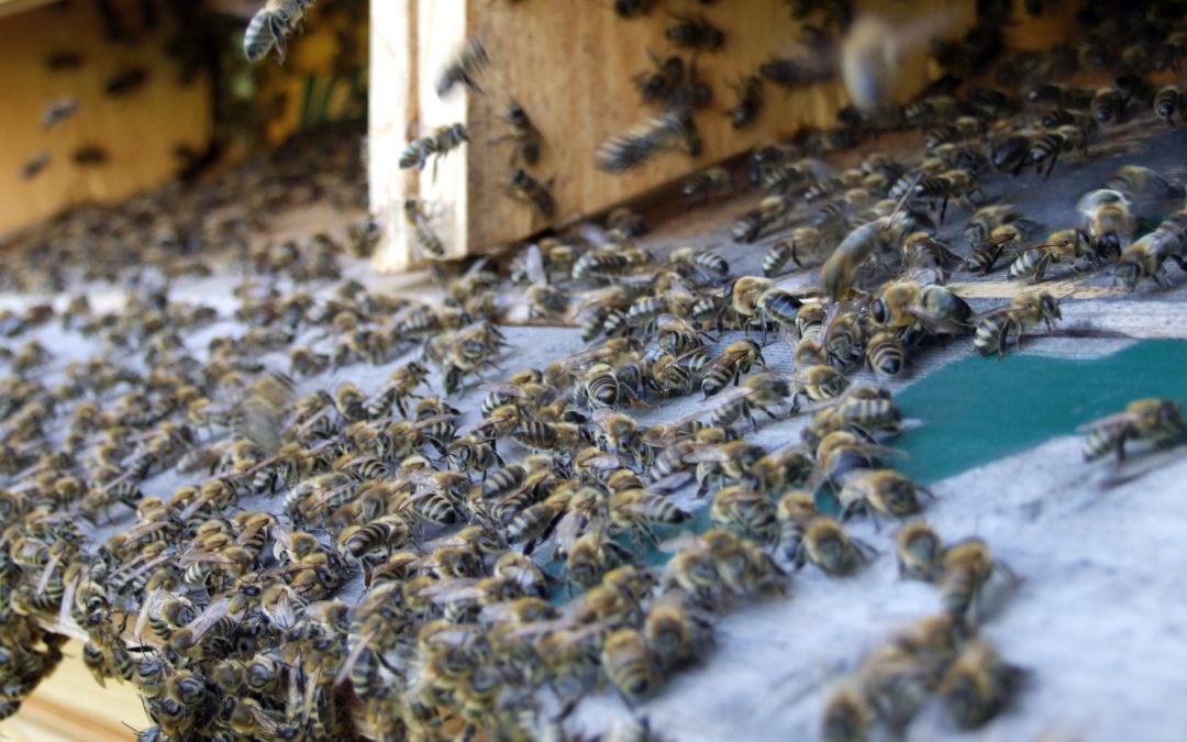 Co včele škodí?