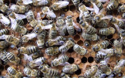 Odvíčkované infestované buňky nejsou vždy znakem varroatolerance